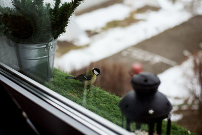 Close-up of birds perching on railing