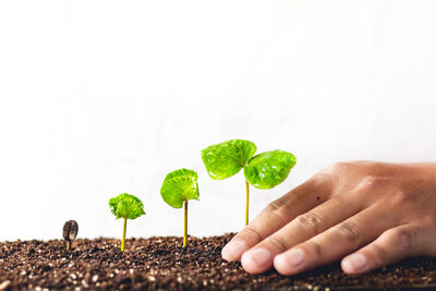 Cropped image of person touching seedlings over white background