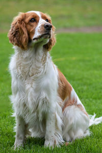 Dog looking away while sitting on field