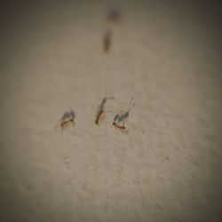 Close-up of crab on sand