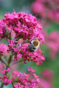 Close-up of bee on pink flowers