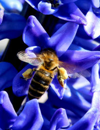 Close-up of bee pollinating on purple flower