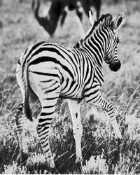 Close up of zebra crossing