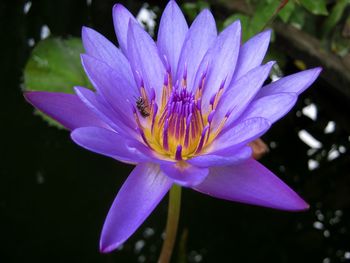 Close-up of purple water lily