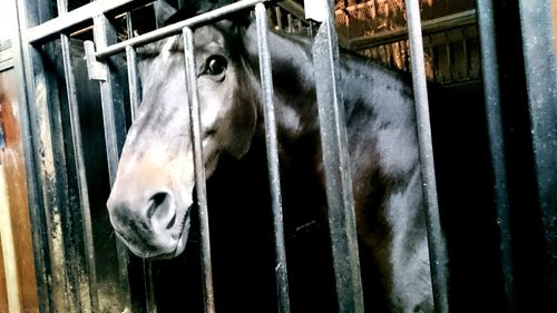 Close-up of a horse