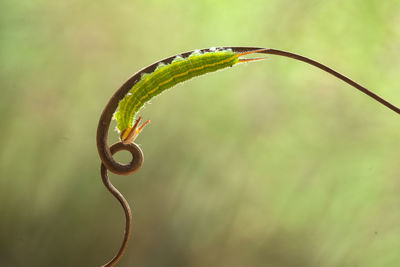 Close up of caterpillars