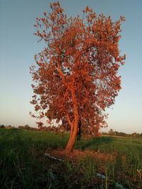 Tree on field against sky during autumn