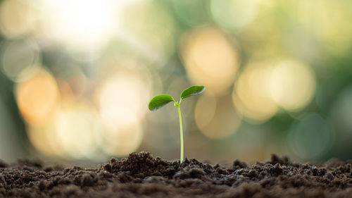 Close-up of plant growing outdoors