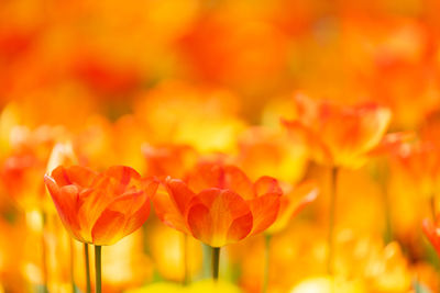 Close-up of orange tulips on field