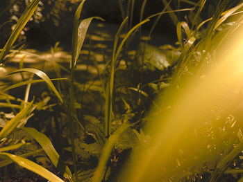 Close-up of plants growing on land