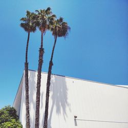 Low angle view of coconut palm trees against blue sky