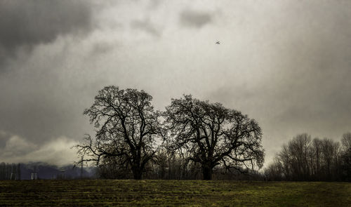 Trees on grassy field against cloudy sky