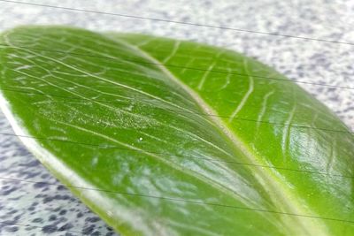 Macro shot of fresh green leaf in water