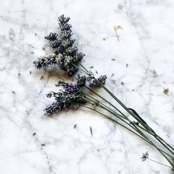 Close-up of flowers