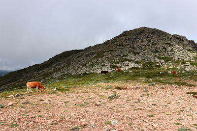 View of a horse on field by mountain against sky