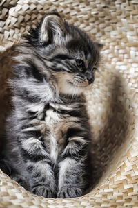 Close-up of kitten in basket