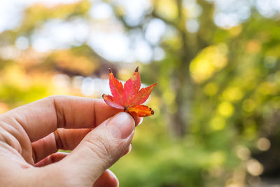 Close-up of hand holding maple leaf