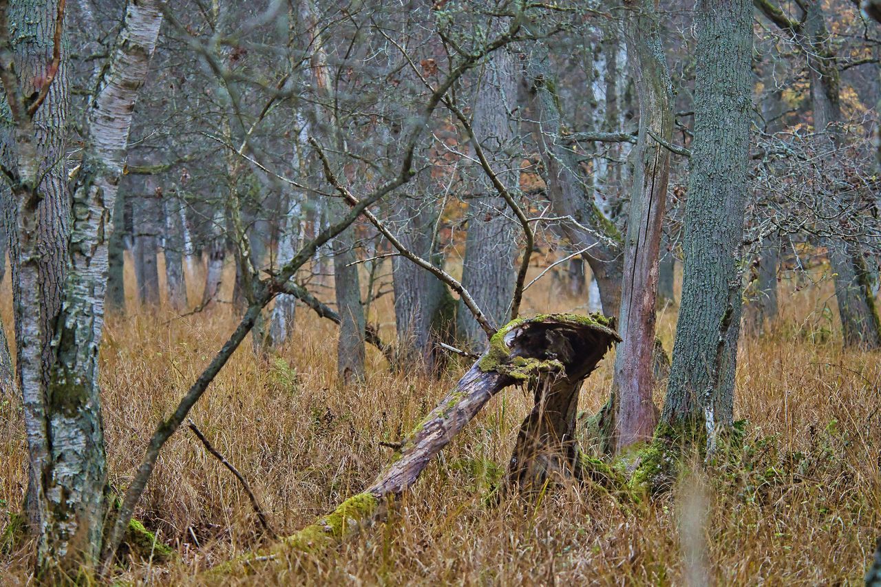 tree, plant, wildlife, woodland, land, natural environment, nature, forest, no people, wilderness, day, growth, branch, autumn, tranquility, beauty in nature, outdoors, wetland, tree trunk, trunk, scenics - nature, tranquil scene, non-urban scene, landscape, bird, animal wildlife, leaf, bare tree, field