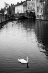 Close-up of swan floating on water