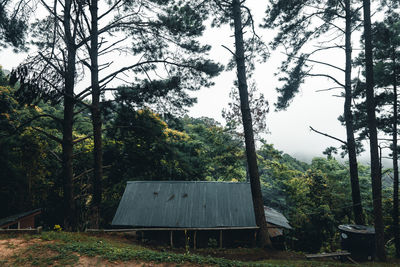 Trees growing on field in forest