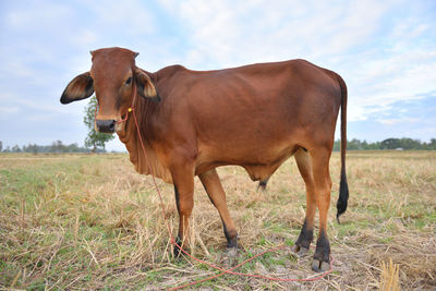 Horse on field