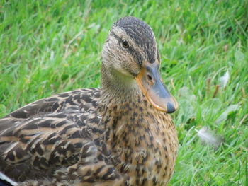 Close-up of a duck