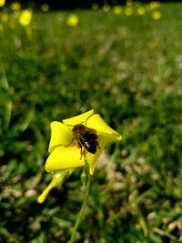 Close-up of bee on yellow flower