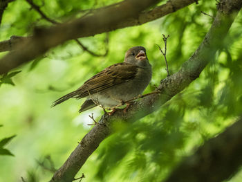 Bird perching on a tree