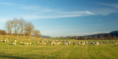 Grazing sheeps