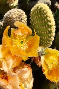 Close-up of yellow flower