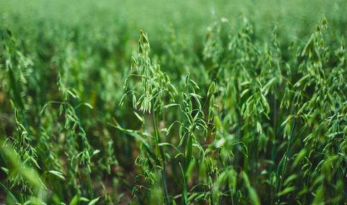 Close-up of oats growing on field