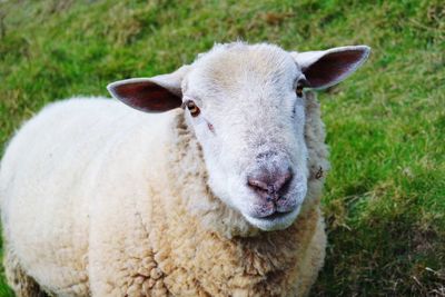 Close-up of sheep on grassy field
