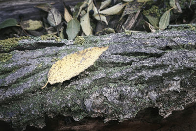 Close-up of lizard