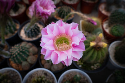 Directly above shot of pink flowering plant