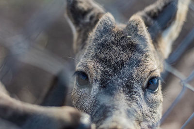 Close-up portrait of a deer