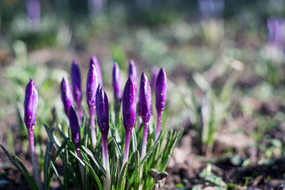 Close-up of purple crocus growing in field