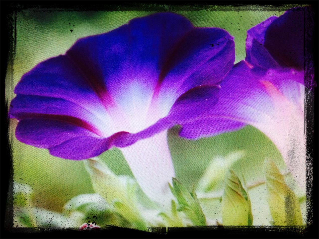 transfer print, auto post production filter, flower, purple, petal, close-up, fragility, pink color, flower head, frame, indoors, growth, freshness, beauty in nature, nature, no people, plant, full frame, multi colored