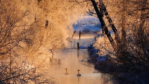 Reflection of bare trees in lake against sky