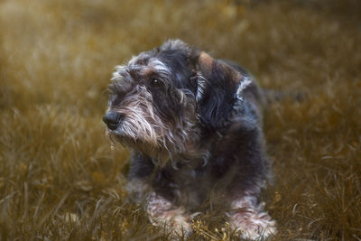 Dog looking away on field