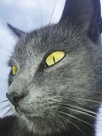 Close-up portrait of cat