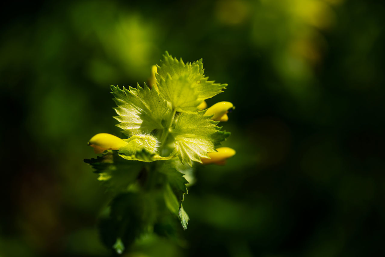 CLOSE-UP OF YELLOW ROSE FLOWER