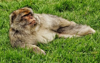 Monkey relaxing on grassy field