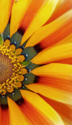 Full frame shot of yellow flower