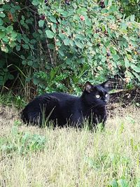Close-up of black cat on grass