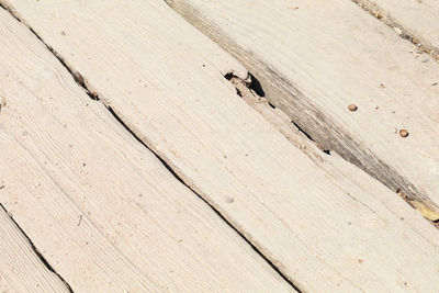 High angle view of lizard on wood