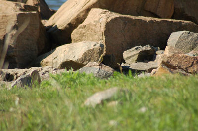 Rocks on grass