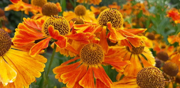 Close-up of yellow flowering plant