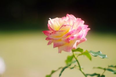 Close-up of pink flower growing on plant