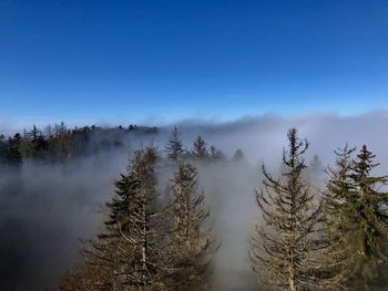 Trees against sky during foggy weather