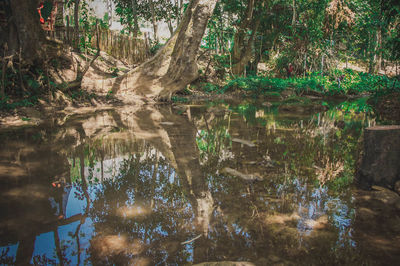 Reflection of trees in lake